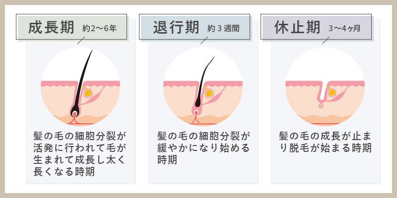 毛周期の成長期、退行期、休止期の説明