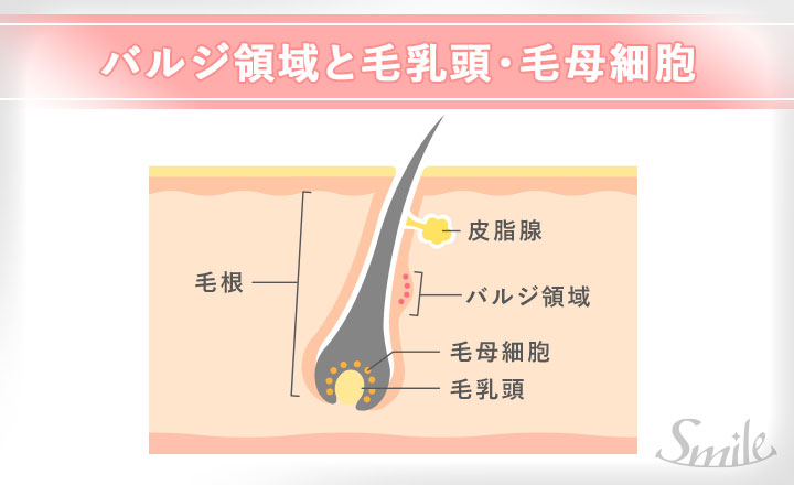 バルジ領域と毛乳頭・毛母細胞の図説